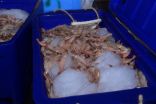 أسواق الأسماك تستقبل باكورة صيد الروبيان